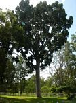 Grounds of Tedeschi Winery
